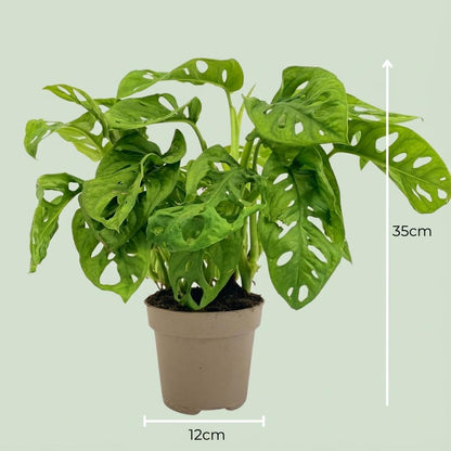 Kamerplant - Monstera Adansonii Monkey Mask - Pot Ø 12cm Hoogte ↕ 25-35cm