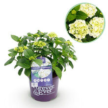 Buitenplant - Hydrangea Forever & Ever Wit - Bloeiend - Pot Ø 23cm Hoogte ↕ 55cm