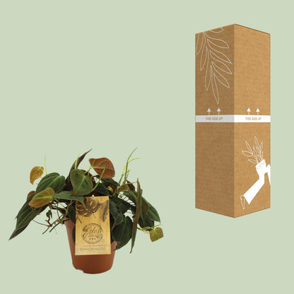 Kamerplant - Philodendron Micans - Pot Ø 15cm Hoogte ↕ 40cm