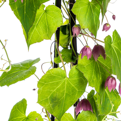 Buitenplant 4x Rhodochiton atrosanguineum Purple Bells - Bloeiend - Pot Ø 13cm Hoogte ↕ 60cm