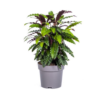 Kamerplant - Calathea Rufibarba - Pot Ø 27cm Hoogte ↕ 60-80cm