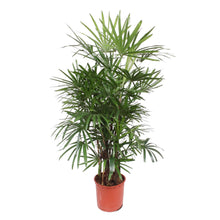 Kamerplant - Rhapis Excelsa - Pot Ø 34cm Hoogte ↕ 190cm