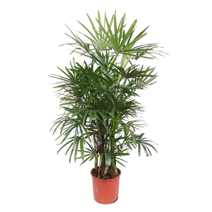 Kamerplant - Rhapis Excelsa - Pot Ø 34cm Hoogte ↕ 190cm