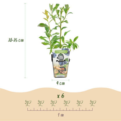Buitenplant 6x Vaccinium corymbosum 'Bluegold' - Winterhard - Pot Ø 9cm