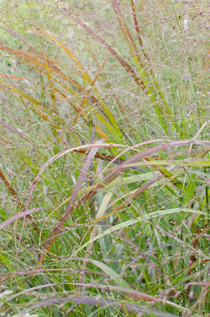 Buitenplant - Panicum virgatum 'Cheyenne Sky' - Pot Ø 23cm Hoogte ↕ 60cm