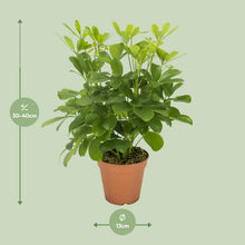 Kamerplant - Schefflera Nora - Pot Ø 13cm Hoogte ↕ 35cm