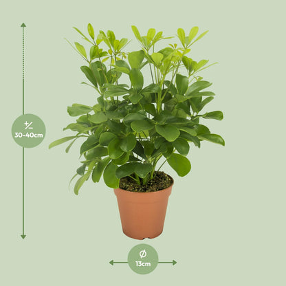 Kamerplant - Schefflera Nora - Pot Ø 13cm Hoogte ↕ 35cm
