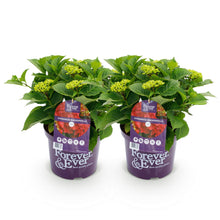 Buitenplant 2x Hydrangea Forever & Ever Rood - Rijkbloeiend - Pot Ø 23cm Hoogte ↕ 55cm