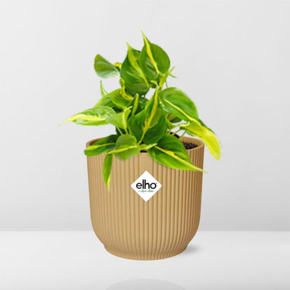 Kamerplant - Philodendron Scandens 'Brasil' - Hangplant - Pot Ø 14cm