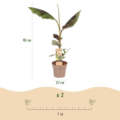 Buitenplant - Musa Ever Red - Winterhard - Pot Ø 21cm Hoogte ↕ 70-90cm