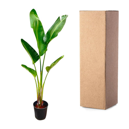 XL Kamerplant - Strelitzia Augusta - Pot Ø 30cm Hoogte ↕ 210cm