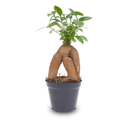 Kamerplant - Ficus microcarpa Ginseng Bonsai - Pot Ø 9cm