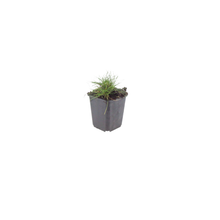 Buitenplant 60x Festuca gautieri - Pot Ø 9cm Hoogte ↕ 10-25cm
