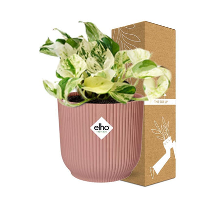 Kamerplant - Epipremnum Pinnatum Happy Leaf - Pot Ø 14cm