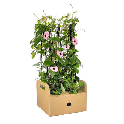 Buitenplant 4x Thunbergia alata Sunny Susy Rose Sensation - Bloeiend - Pot Ø 13cm Hoogte ↕ 60cm