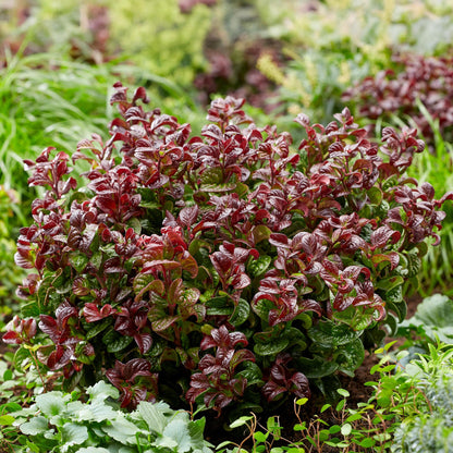 Buitenplant - Leucothoe Curly Red - Groenblijvend - Pot Ø 17cm Hoogte ↕ 40cm