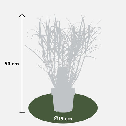 Buitenplant - Miscanthus sinensis Strictus - Pot Ø 19cm Hoogte ↕ 50cm