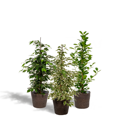 Kamerplant - Ficus Benjamina Danielle + Ficus Benjamina Twilight + Ficus Microcarpa Moclame + Mand Igmar - Pot Ø 21cm Hoogte ↕ 95cm