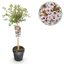Buitenplant - Prunus incisa Koujou-no-mai op stam - Winterhard - Pot Ø 19cm Hoogte ↕ 90cm