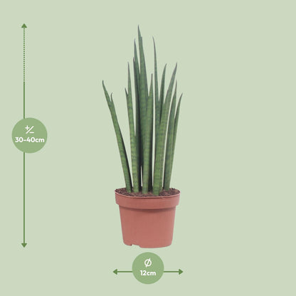 Kamerplant - Sansevieria Mikado - Pot Ø 12cm Hoogte ↕ 40cm