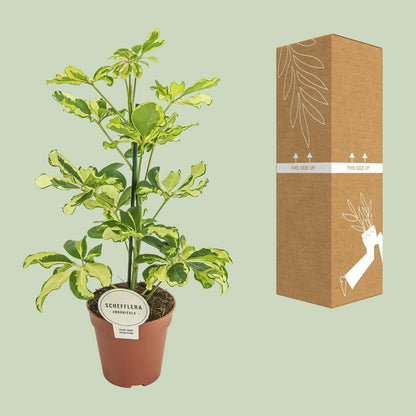 Kamerplant - Schefflera Charlotte - Pot Ø 13cm Hoogte ↕ 45cm