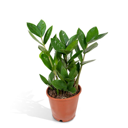 Kamerplant - Zamioculcas - Pot Ø 12cm Hoogte ↕ 35cm
