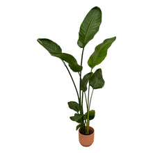 Kamerplant - Strelitzia Nicolai - Pot Ø 18cm Hoogte ↕ 100cm