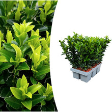 Buitenplant 6x Euonymus 'Green Spire' - Pot Ø 7cm Hoogte ↕ 15cm