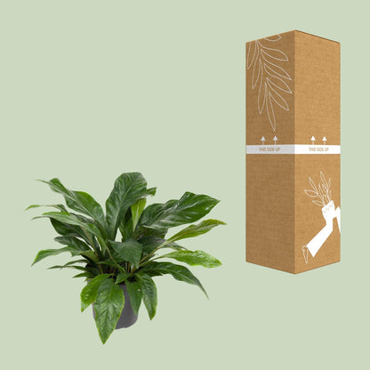 Kamerplant - Anthurium Jungle Bush - Pot Ø 30cm Hoogte ↕ 70cm