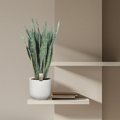 Kamerplant - Sansevieria Zeylenica - Pot Ø 35cm Hoogte ↕ 110cm