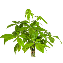 XL kamerplant - Pachira Aquatica - Pot Ø 27cm Hoogte ↕ 130-150cm