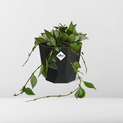 Kamerplant - Hoya Krohniana Eskimo - Pot Ø 14cm
