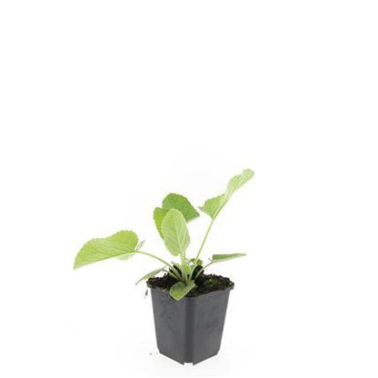 Buitenplant 48x Phlomis russeliana - Bloeiend - Pot Ø 9cm Hoogte ↕ 10-25cm