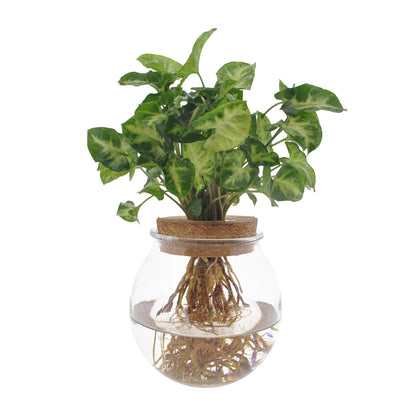 Kamerplant - Syngonium Pixie - Pot Ø 12cm Hoogte ↕ 30cm