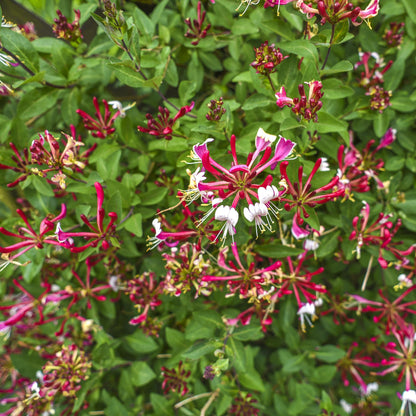 Buitenplant 2x Lonicera Serotina - Bloeiend - Pot Ø 11cm Hoogte ↕ 40cm