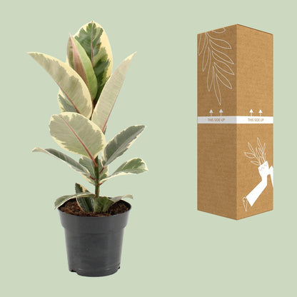 Kamerplant - Ficus Elastica Tineke - Pot Ø 17cm Hoogte ↕ 55cm