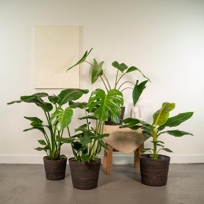 Kamerplant set - Monstera Deliciosa + Alocasia Zebrina + Strelitzia Nicolai + Musa Dwarf Cavendish