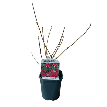 Buitenplant - Ribes sanguineum 'Kind Edward' - Bloeiend - Pot Ø 17cm Hoogte ↕ 45cm