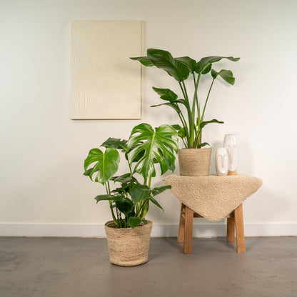 Kamerplanten set - Strelitzia Nicolai + Monstera Deliciosa - Inclusief siermand