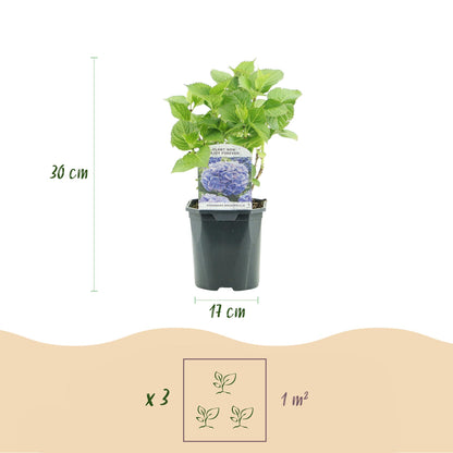 Buitenplant - Hydrangea macrophylla Blue - Bloem Blauw - Pot Ø 17cm Hoogte ↕ 30cm