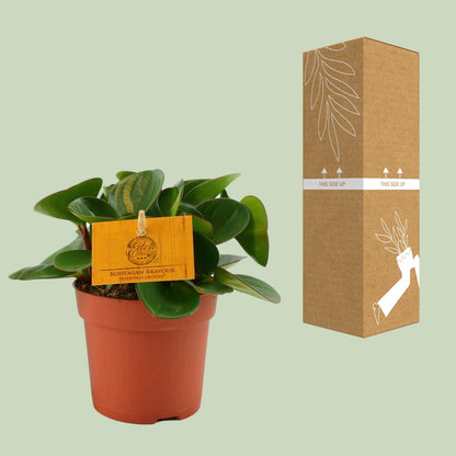 Kamerplant - Peperomia Obtipan - Pot Ø 11cm Hoogte ↕ 15cm