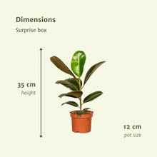 Kamerplant 6x Verrassingsbox - Pot Ø 12cm Hoogte ↕ 25cm