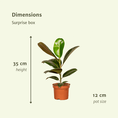 Kamerplant 6x Verrassingsbox - Pot Ø 12cm Hoogte ↕ 25cm