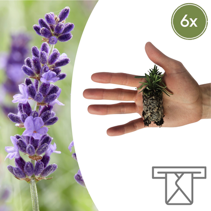 Buitenplant 6x Lavandula 'Hidcote' - Lavendel Pluggen - Bloeiend Winterhard
