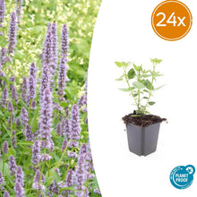 Buitenplant 24x Agastache 'Blue Fortune' - Bloeiend - Pot Ø 9cm Hoogte ↕ 10-25cm