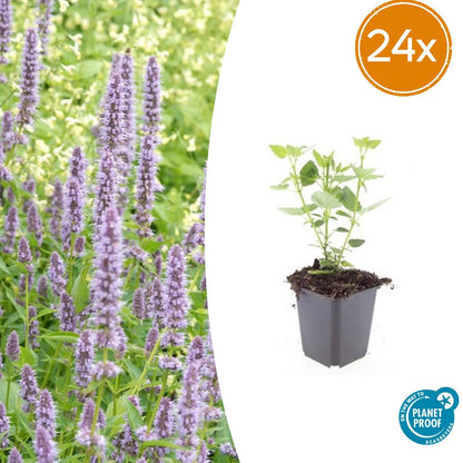 Buitenplant 24x Agastache 'Blue Fortune' - Bloeiend - Pot Ø 9cm Hoogte ↕ 10-25cm