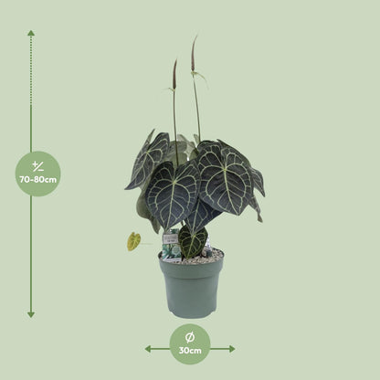 Kamerplant - Anthurium Clarinervium - Pot Ø 30cm Hoogte ↕ 80cm