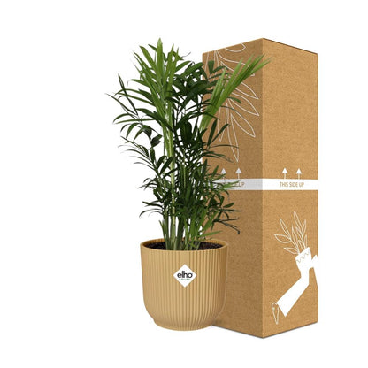 Kamerplant - Chamaedorea Elegans - Pot Ø 14cm