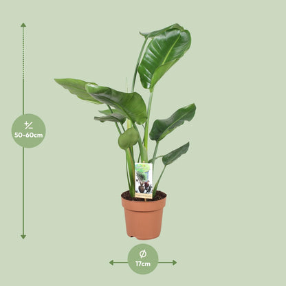 Kamerplant - Strelitzia Nicolai - Pot Ø 17cm Hoogte ↕ 60cm