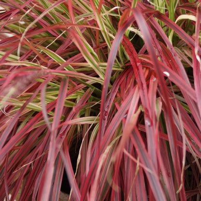 Buitenplant 2x Uncinia rubra 'Everflame' - Bladhoudend - Pot Ø 17cm Hoogte ↕ 50cm